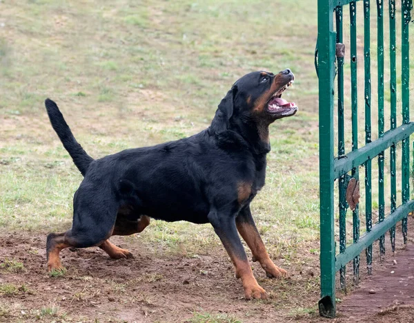 young rottweiler training for protection sport and police
