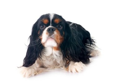 Beyaz arkaplan önünde süvari kral Charles