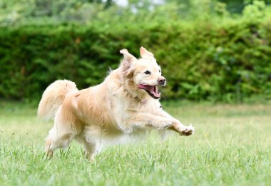Golden Retriever ile itaat disiplini için köpek eğitimi.