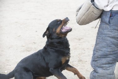 Genç Rottweiler koruma sporu ve polis eğitimi alıyor.