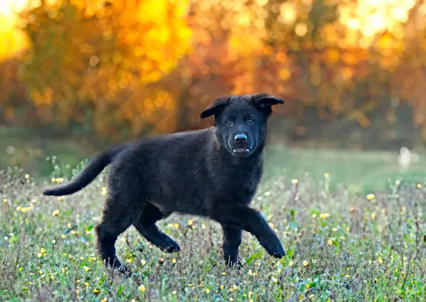 puppy black german shepherd running in the nature