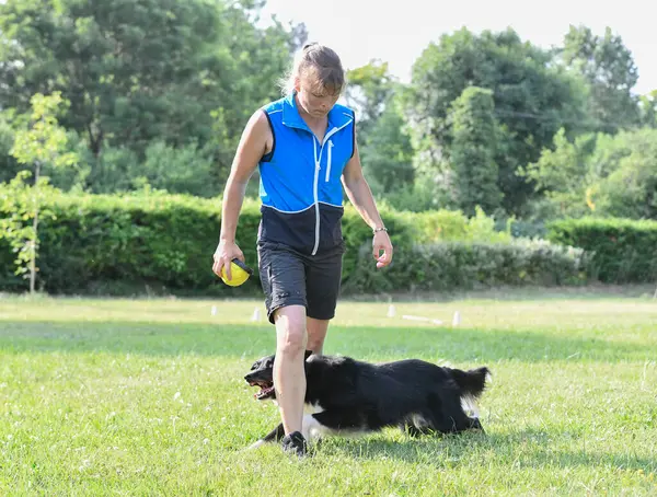 Pelatihan Anjing Untuk Ketaatan Dengan Perbatasan Disiplin Collie Alam — Stok Foto