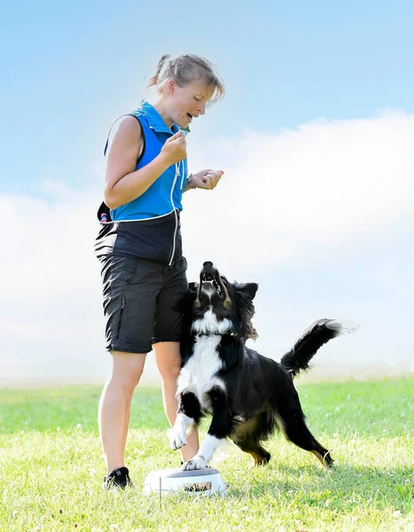 Treinamento Cão Para Obediência Com Uma Disciplina Collie Borda Natureza — Fotografia de Stock
