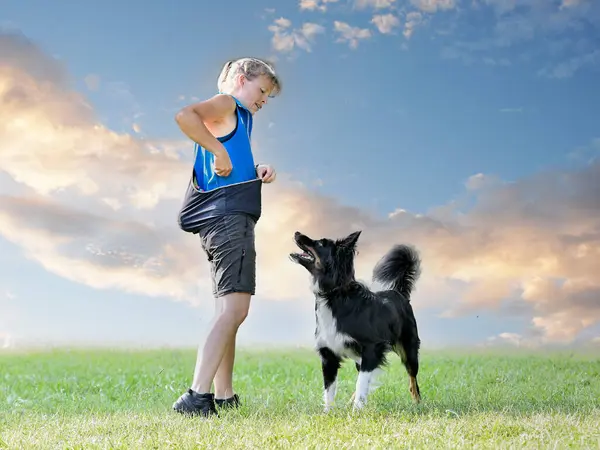 自然の中で境界コリーの規律に従うための犬のトレーニング — ストック写真