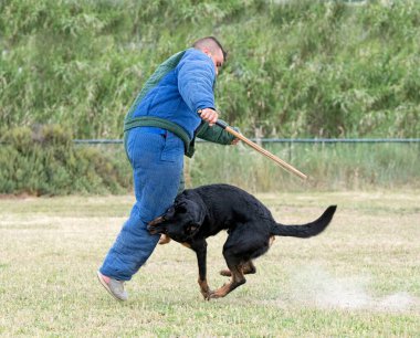 Beauce 'den gelen çoban köpeği güvenlik eğitimi alıyor.