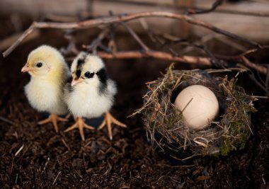 Yuva, yumurta ve civciv karanlık arka planda