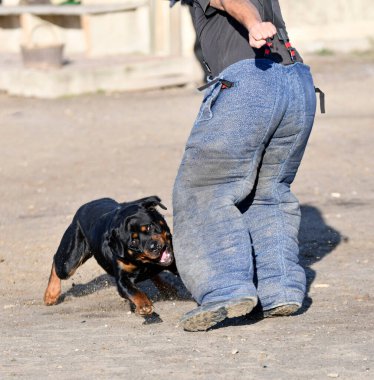 Genç Rottweiler koruma sporu ve polis eğitimi alıyor.