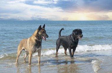Genç Rottweiler ve Malinois sahilde