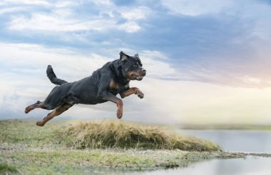 Erkek Rottweiler nehirde bulaşık yıkıyor.
