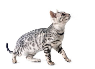 Bengal kedisi beyaz arka planda