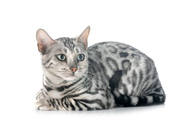 Bengal kedisi beyaz arka planda