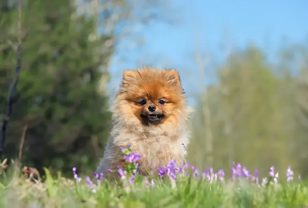 自然の中に座っている子犬カルバニアのスピッツ — ストック写真