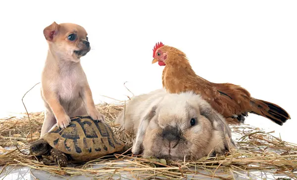 rabbit, chicken, chihuahua and turtle in front of white background