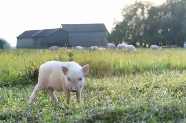 Pink Miniature Pig Walking Field Farm — Stock Photo, Image