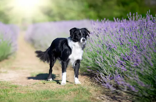 dog training  for obedience discipline with a border collie