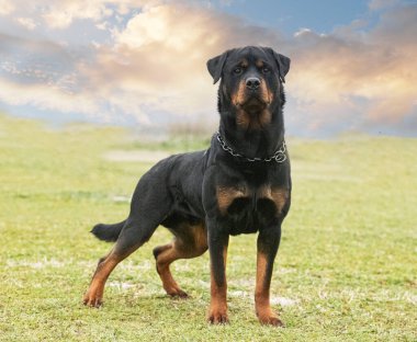 young rottweiler stayingin the nature in summer