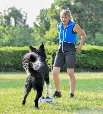 İtaat için köpek eğitimi. Doğada çoban köpeği disiplini var.