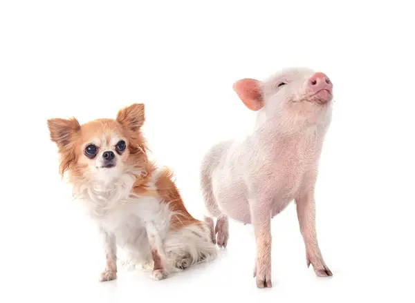 Beyaz Arka Planda Pembe Minyatür Domuz Chihuahua — Stok fotoğraf