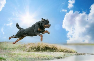 Erkek Rottweiler nehirde bulaşık yıkıyor.