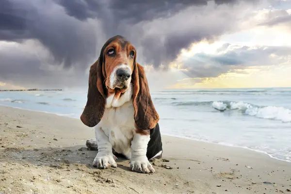 Basset Hound Staying Beach Summer — Stock Photo, Image