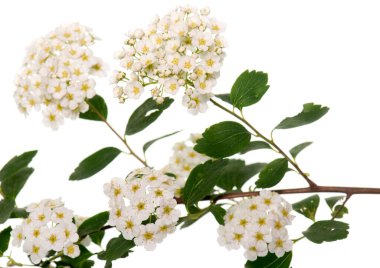 flower of Viburnum tinus in front of white background clipart