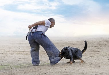 Genç Rottweiler doğada güvenlik eğitimi alıyor.