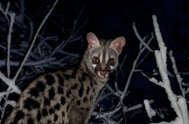 Siyah arkaplan önünde ortak genet