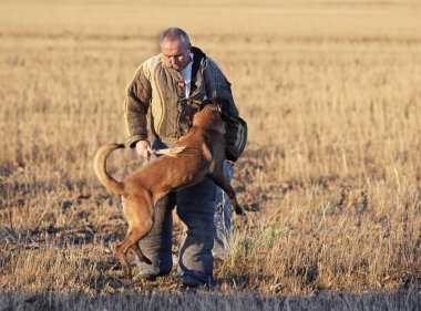 Genç Belçikalı çoban köpeği doğada güvenlik eğitimi alıyor.