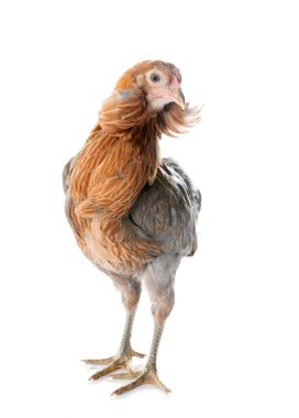 Beyaz arka plan önünde gri araucana tavuk