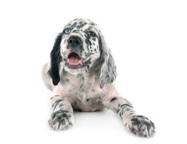 Beyaz arka plan önünde yavru İngiliz Setter