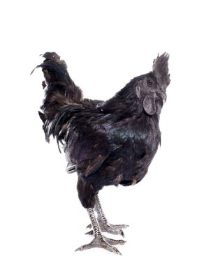 rooster ayam cemani in front of white background clipart