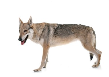  Beyaz arkaplan önünde czechoslovakian kurt köpeği