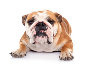 Beyaz arka plan önünde genç İngilizce bulldog