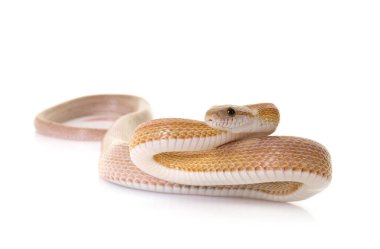 Mısır yılan beyaz arka plan önünde