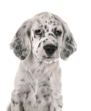 Beyaz arka plan önünde yavru İngiliz Setter