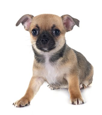 Beyaz arka planda küçük bir chihuahua