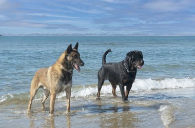 Genç Rottweiler ve Malinois sahilde