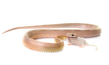 Mısır yılan yeme fare beyaz arka plan önünde