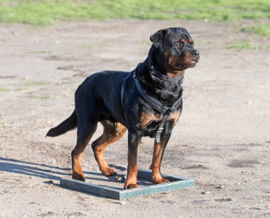 Bir Rottweiler ile itaat disiplini için köpek eğitimi.