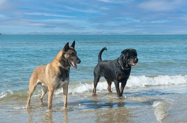 Young Rottweiler Malinois Beach — Stock Photo, Image