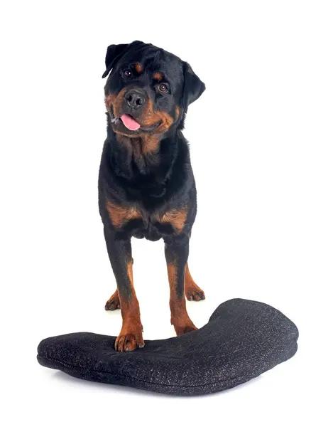 Purebred Rottweiler Arm Protection Front White Background — Stock Photo, Image