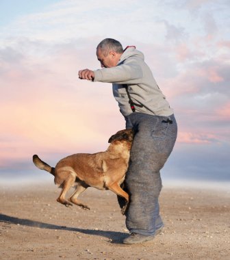 Genç Belçikalı çoban köpeği doğada güvenlik eğitimi alıyor.
