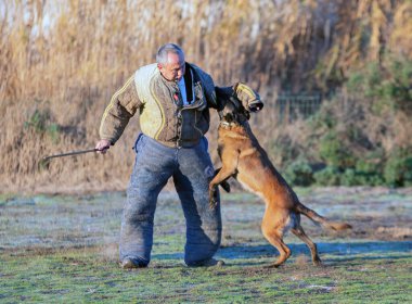 Genç Belçikalı çoban köpeği doğada güvenlik eğitimi alıyor.
