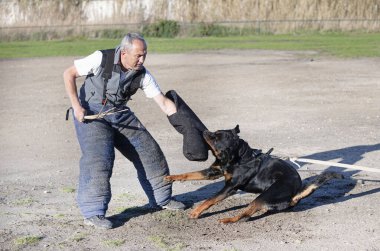 Genç Rottweiler koruma sporu ve polis eğitimi alıyor.