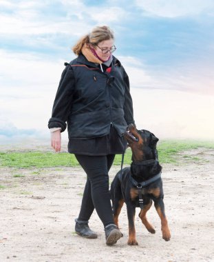 Bir Rottweiler ile itaat disiplini için köpek eğitimi.