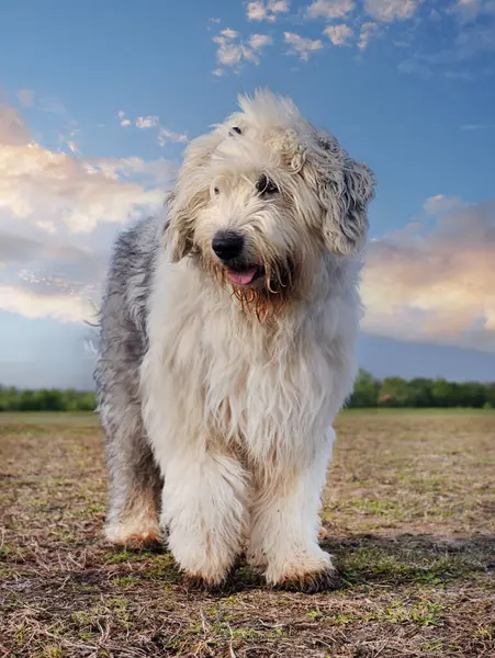 Old English Sheepdog in front of nature background