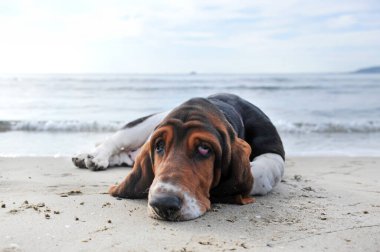 Basset köpeği yazın sahilde kalıyor.
