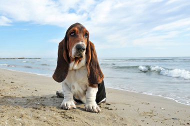Basset köpeği yazın sahilde kalıyor.
