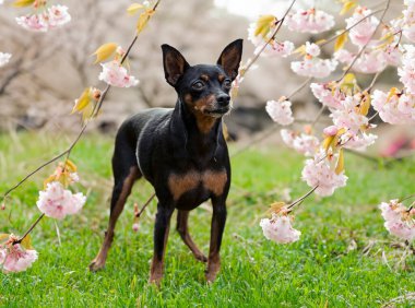 Doğadaki minyatür pinscher resmi.