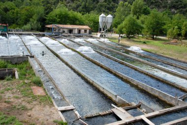 Balıkçılık doğanın arka planında